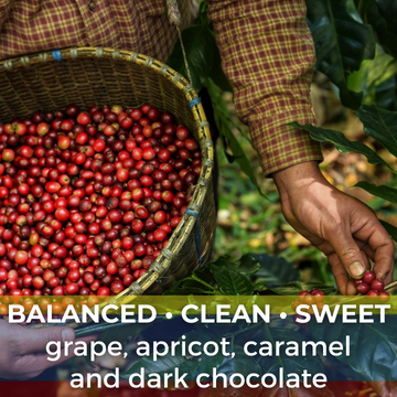 Colombia Huila Mistico Bourbon